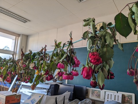 PXL_20231207_055731162