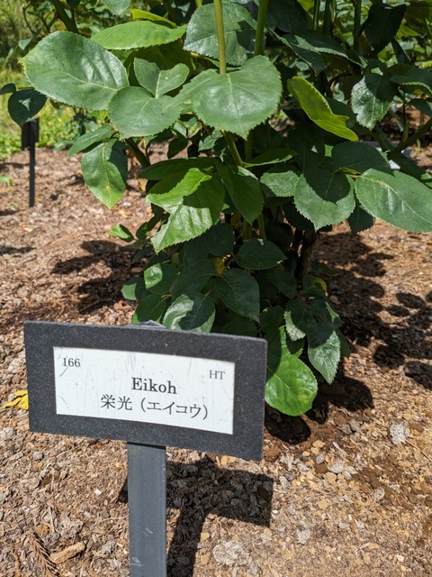 PXL_20240502_041313716