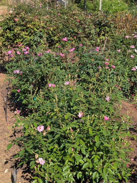 PXL_20251030_041918823