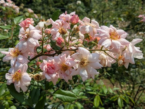 PXL_20250702_042229206