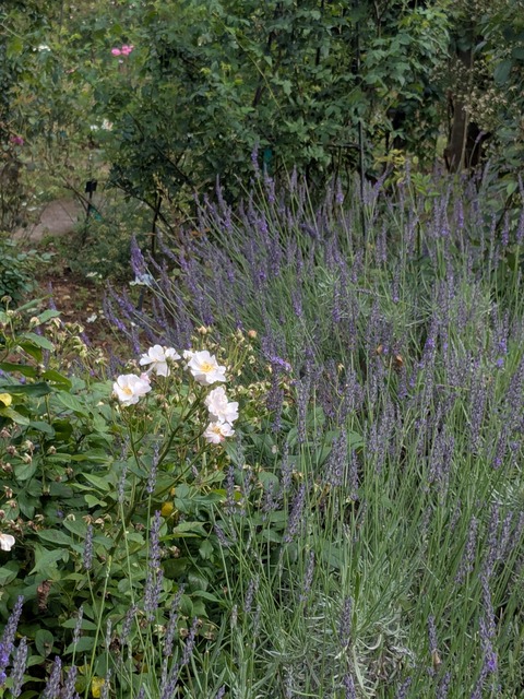 PXL_20260617_062600401
