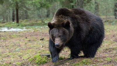 北海道猟友会「警察立会いの下でクマを駆除したら猟銃ライセンス剥奪になった。意味が分からん。」