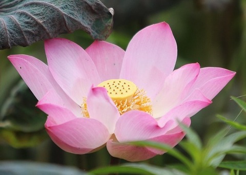 lotus-7382649_960_720