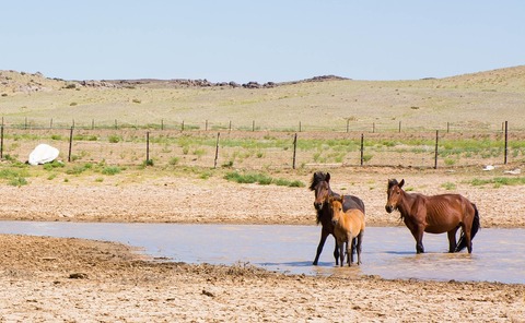 horses-7476598_960_720