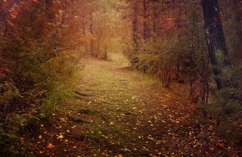 nature-217203_960_720