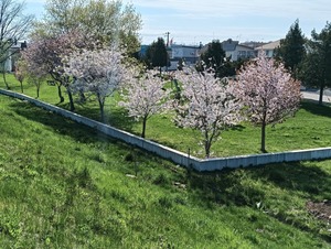 IMG20250508082247