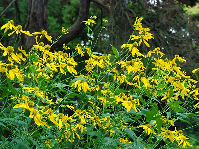 キクイモモドキ 植物図鑑