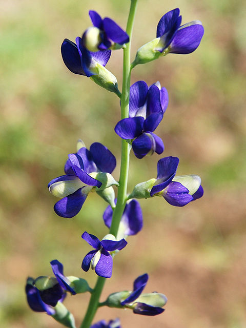 マメ科 植物図鑑