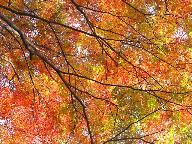 Japanese_Maple : 植物図鑑