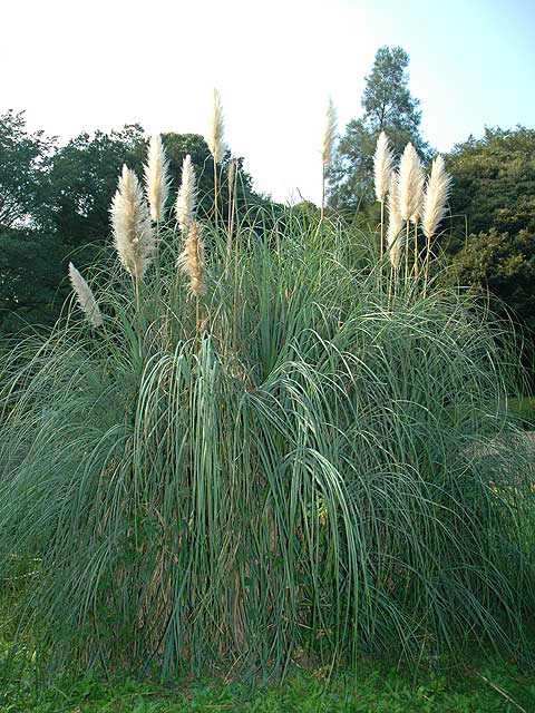 シロガネヨシ 白銀葭　しろがねよし　Pampas grass　南雲　写真　植物図鑑　写真植物図