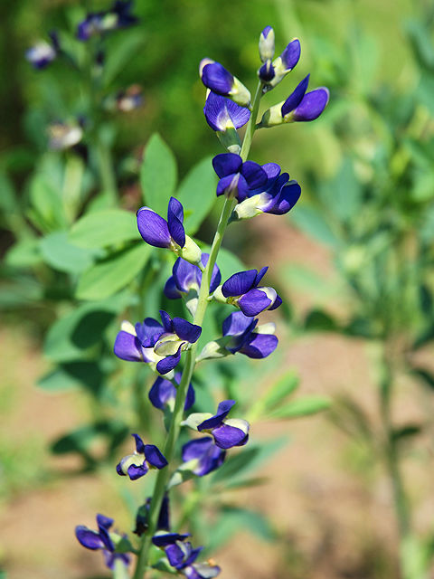 マメ科 植物図鑑