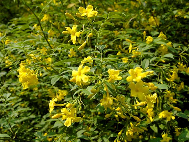 キソケイ 植物図鑑