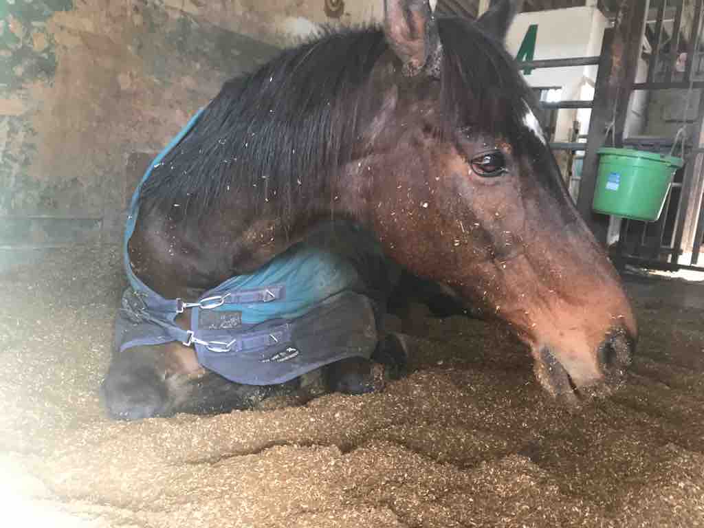 寝ている馬たち 1月29日 水 ｋｒｃほのぼの馬便り