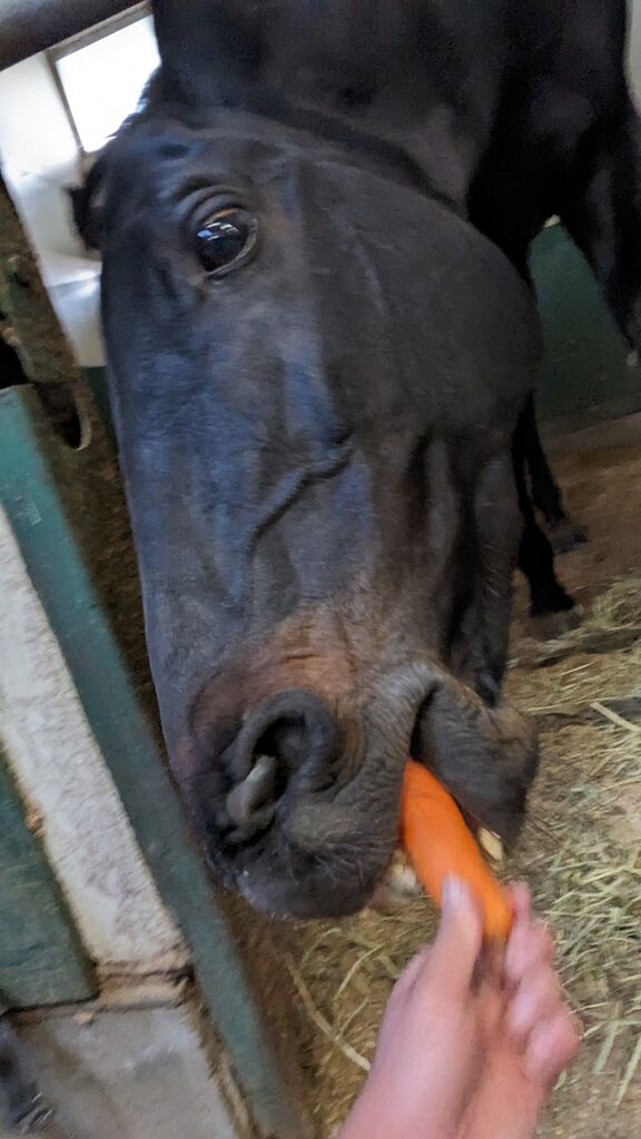 PXL_20240416_082521294