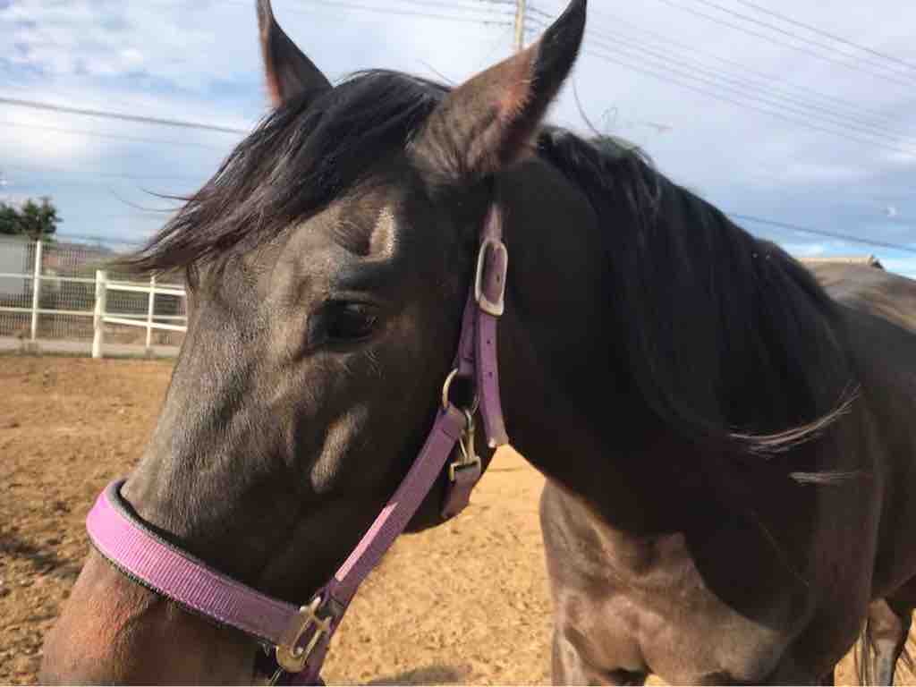 可愛いイヤーネット 12月6日 金 ｋｒｃほのぼの馬便り