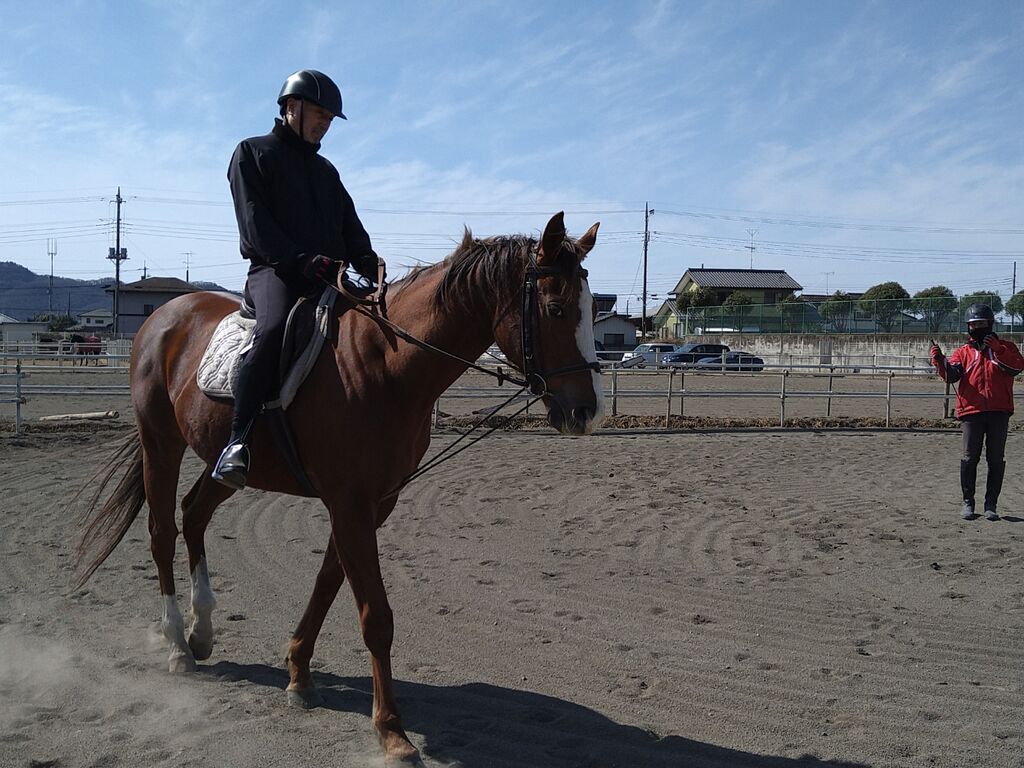 馬の寝方 2月27日 土 krcほのぼの馬便り 馬の寝方 2月27日 土 krcほのぼの馬便り