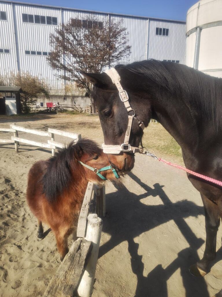 890eac05f83072160a72d9c18833a493-231207105625578 (1)