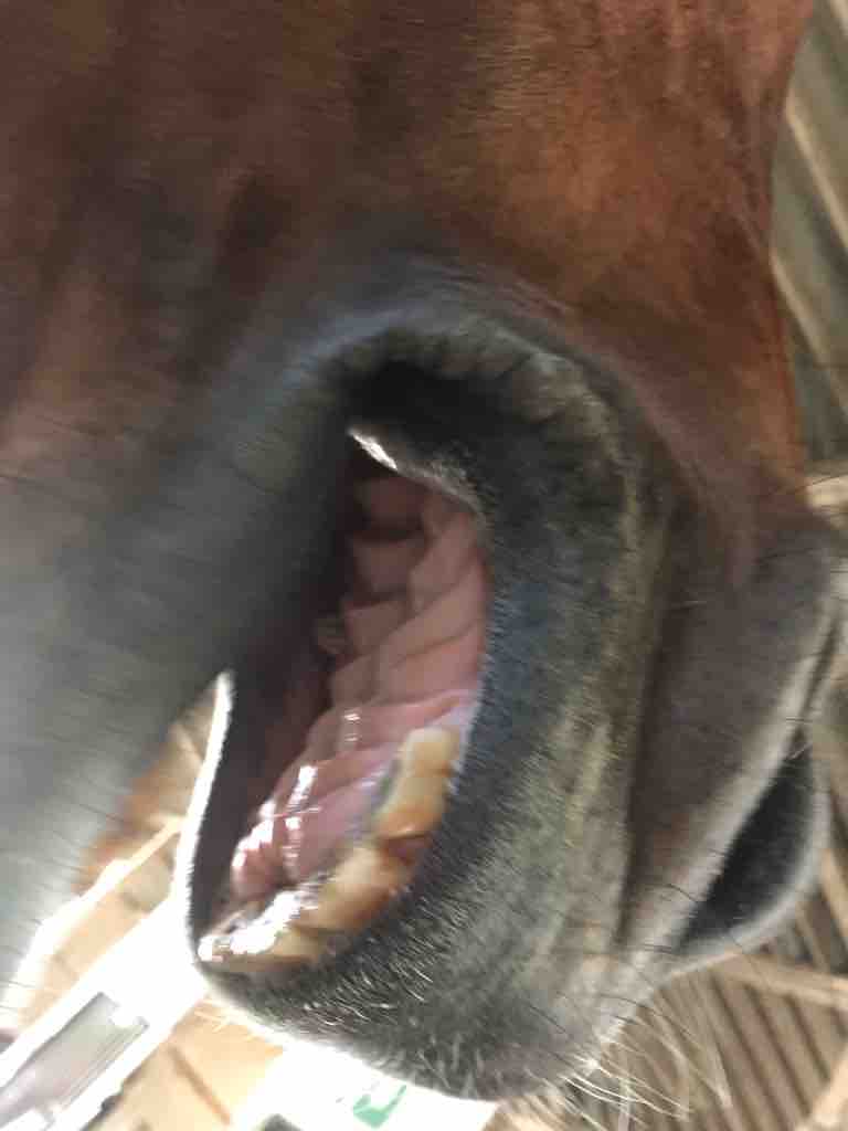 口の中 6月10日 月 krcほのぼの馬便り 口の中 6月10日 月 krcほのぼの馬便り