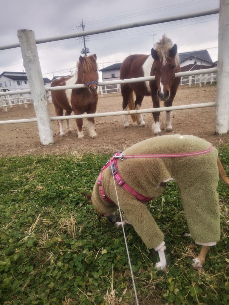 eae1ad2c707a55cb0e0d65ae32c1ccf5-231211123231908 (1)