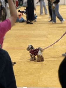 大運動会開始を待つワンコたち