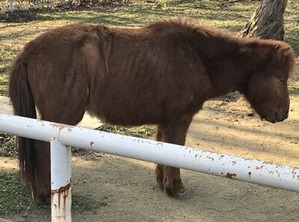 野間馬さん