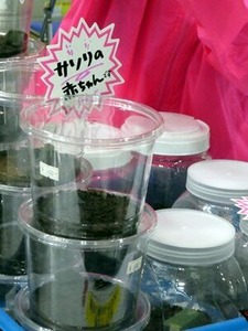 サソリの赤ちゃん