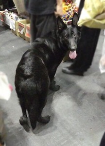 黒いシェパード