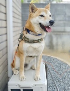 室外機の上がお気に入りの柴犬のゴンタ君