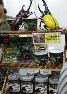 カブトとヘラクレスオオカブトの幼虫