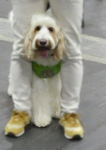 セラピードッグ2