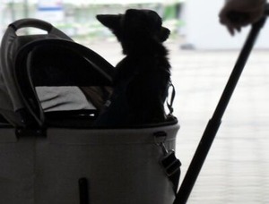 チワワのシルエット