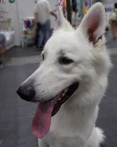 ホワイトシェパード