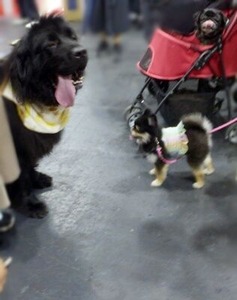 ニューファンドランドという犬種のワンちゃん