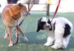 ミックス犬のサム君とララちゃん