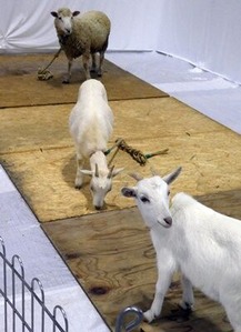 ヤギと羊