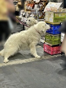 レトルトフードに興味を示した大型犬