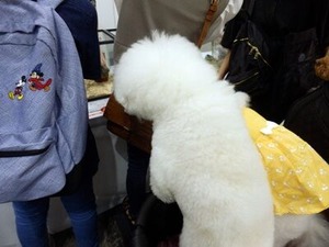 デグーを見つめるマルチーズ