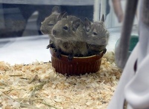 かわいく集まっているデグー