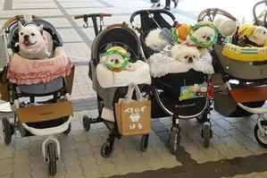 お洒落したワンコたち