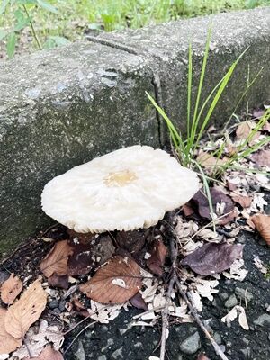 雨降り後のお散歩にはご注意ください 毒キノコ発生中 鎖屋兄弟の奮闘記