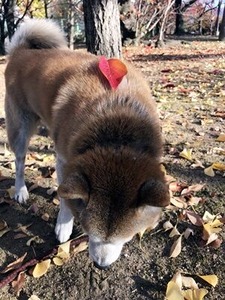 イチョウの落ち葉をガサゴソする柴犬さん