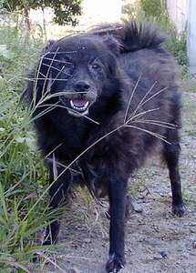チビクロ(工場に居た番犬)