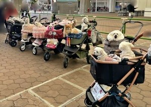 お友だちワンちゃん同士での集合写真