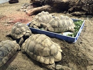 �ۥ����ᤵ��1