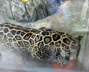 �ܡ���ͷ����Υ��㥬������