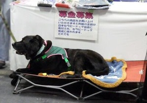 セラピードッグ1