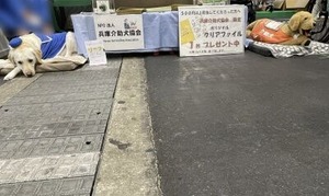 兵庫介助犬協会のワンちゃん