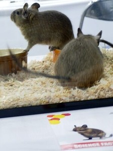 元気に動くデグーたち