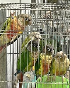 集まっているインコさん