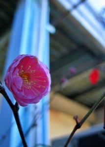 �餭�Ϥ᤿����ο���ȭ�ι��ߤβ�